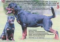 Rottweiler-štěňata - Rotvajler (147)