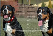 Štěňátka Velký švýcarský salašnický pes (VSSP) - Velký švýcarský salašnický pes (058)