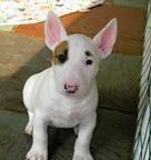 Mini bulteriér štenata pro prodej - Bull and Terrier