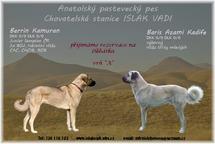 Anatolský pastevecký pes - přijímáme záznamy na štěňátka - Anatolský pastevecký pes (331)