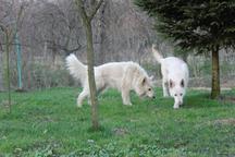 Štěňátka bez PP-otec s PP  - Bílý švýcarský ovčák (347)
