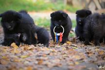 Německý špic velký černý prodám krásná štěňata sPP - Německý špic (097)