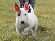 Mini štěňátka bulteriér Pro prodej - Bull and Terrier