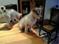 prodám štěně Aljaský malamut  - Aljašský malamut (243)