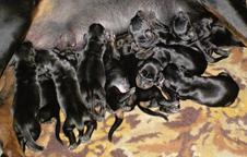 Doberman - černá a hnědá štěňata s rodokmenem, vysoká kvalita - Dobrman (143)