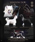 Čínský chocholatý pes štěnátka s PP - Čínský chocholatý pes (288)