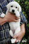 Labrador- štenniatka s PP po špičkových rodičoch - Labradorský retrívr (122)