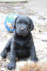 Labrador retriever - nadějná krásná černá fenečka s PP na prodej - Labradorský retrívr (122)