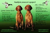 Štěně na prodej - maďarský ohař krátkosrstý s PP - Hungarian Short-Haired Pointing Dog (057)