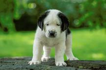 Štěňátka středoasijského pasteveckého psa s PP FCI - Středoasijský pastevecký pes (335)