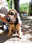 Prodám štěňata bloodhounda s PP - Bloodhound (084)