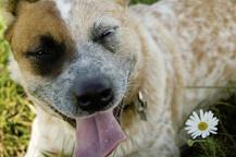 Daruji krásná štěňátka!! SPĚCHÁ!! - Australský honácký pes (287)