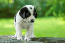 Štěňátka středoasijského pasteveckého psa s PP FCI - Středoasijský pastevecký pes (335)