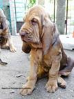Prodám štěňata bloodhounda s PP - Bloodhound (084)