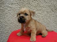 Norwich terrier-pupies with pedigree - Norwich Terrier (072)