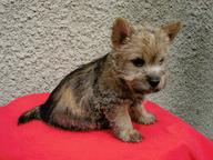 Norwich terrier-pupies with pedigree - Norwich Terrier (072)