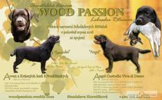 Čokoládová štěnátka Labrador retriever - Labradorský retrívr (122)