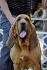 bloodhound puppies - Bloodhound (084)