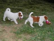Jack Russell Terrier s PP - Jack Russell teriér (345)
