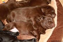 Štěňata čokoládová Labrador Retriever s PP - Labradorský retrívr (122)
