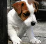 Jack Russell Terrier s PP - Jack Russell teriér (345)