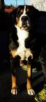 Velký švýcarský salašnický pes - Velký švýcarský salašnický pes (058)