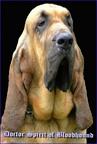 bloodhound steniatka - Bloodhound (084)