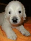 Prodám nádherné štěně Slovenského Čuvače ♂nebo♀ - Slovenský čuvač (142)