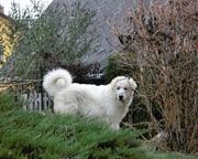 Pyrenejský horský pes Diego - Pyrenejský horský pes (137)