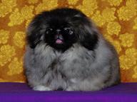 Pekingský palácový psík, pekinéz s PP - Pekingský palácový psík (207)