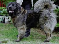 Kavkazský pastevecký pes - Kavkazský pastevecký pes (328)