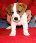 Jack Russell Terrier - Jack Russell teriér (345)