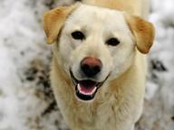 daruji psa lříženec labrador - Labradorský retrívr (122)