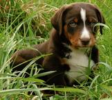 Appenzellský Salašnický Pes - Appenzellský salašnický pes (046)