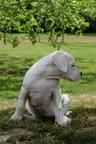 Argentinská doga štěně fenky - Argentinská doga (292)