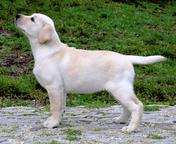 labrador retriever -2 kluci - Labradorský retrívr (122)