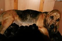 BLOODHOUND štenata - Bloodhound (084)
