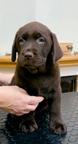 Čokoládová štěňata Labrador Retriever s PP - Labradorský retrívr (122)