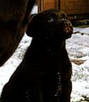 Čokoládová fenka labradora - Labradorský retrívr (122)