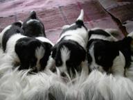 Prodám štěně Polského ovčáka nížinného  - Polský ovčák nížinný (251)