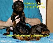 Doberman - černá a hnědá štěňata z ch. st. Z HELFŠTÝNA - Dobrman (143)