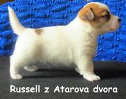 Jack Russell Terrier s PP - Jack Russell Terrier (345)