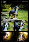 Entlebuch Mountain Dog - Etlenbuchský salašnický pes (047)