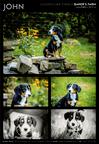 Entlebuch Mountain Dog - Etlenbuchský salašnický pes (047)