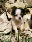 čivava dlouhosrstá s PP - Chihuahua (218)