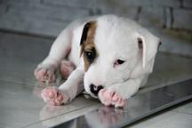 Parson Russell Terrier - šteniatko s PP - Parson Russell teriér (339)