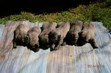 Zadám štěňata s PP - šarplaninec - Šarplaninský pastevecký pes (041)