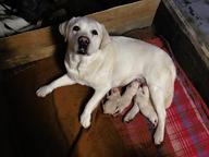 Prodám štěnata labradorského retrívra s PP - Labradorský retrívr (122)