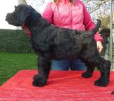 Knírač velký černý s PP-štěně - Giant Schnauzer (181)