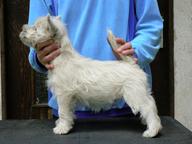 West Highland White Terrier s PP - West highland white teriér (085)